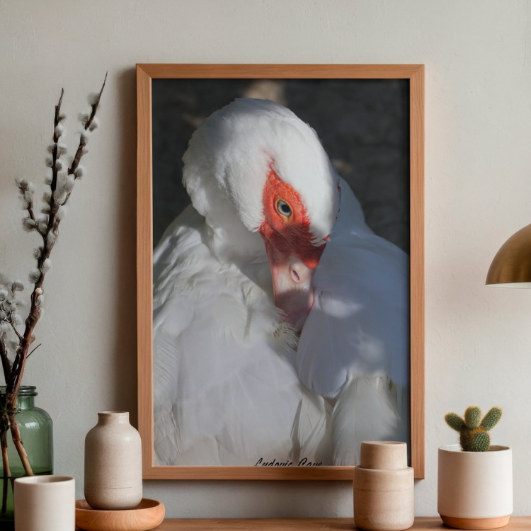 Canard lumineux