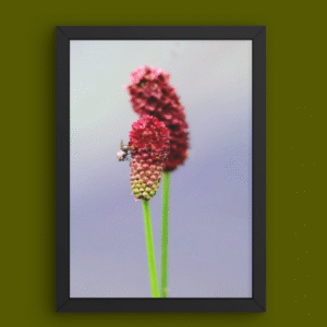 Photographie de fleur sauvage