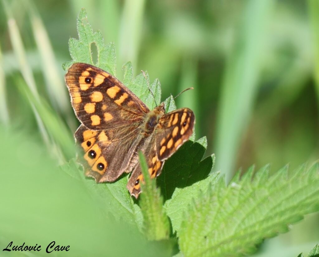 papillon tircis