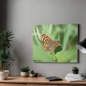 Papillon tircis