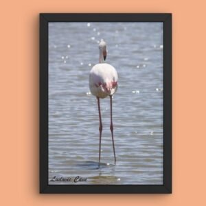 photographie animalière de flamant rose