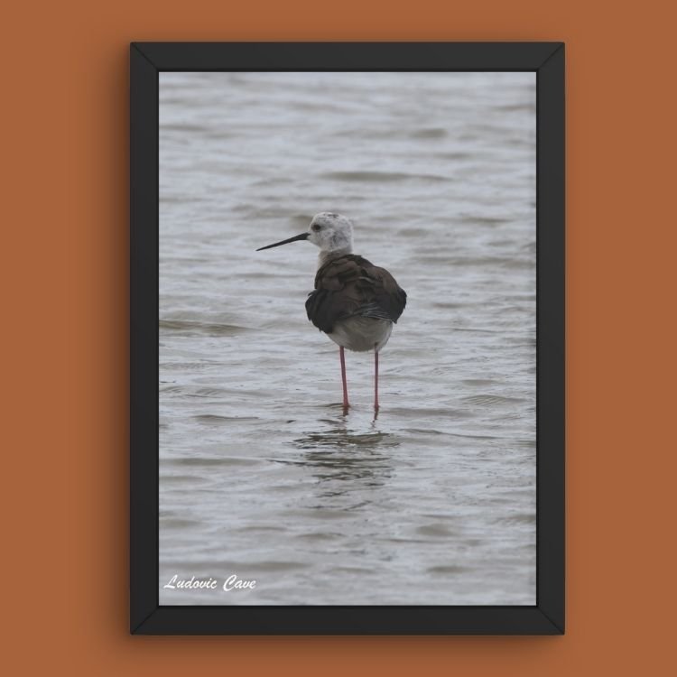 Gris contrasté