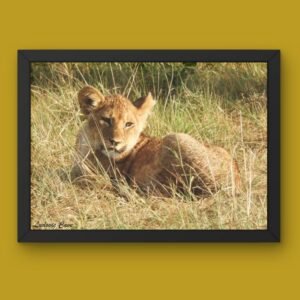 photographie animalière de lionceau