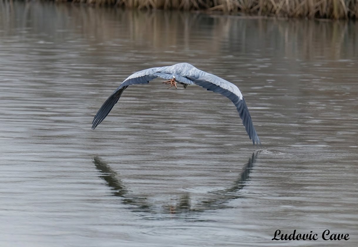 Reflet en liberté